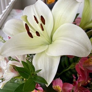 Meet your Posher, Yessika